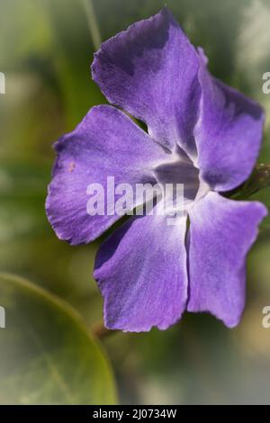 Nahaufnahme der purpurroten Blume der Großperiwinkle (Vinca Major), die auf den Wiesen von Lackford Lakes, Suffolk wächst Stockfoto