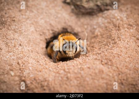 Eine Pantaloonbiene (Dasypoda hirtipes) taucht aus ihrem neu gegrabenen Bau im Suffolk-Sand auf Stockfoto