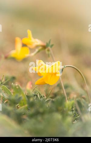 Die kleinen gelben Blüten des Vogelfuss-Trefoil (Lotus corniculatus) wachsen in dem weideten Grasland, das in Minsmere, Suffolk, gefunden wurde Stockfoto