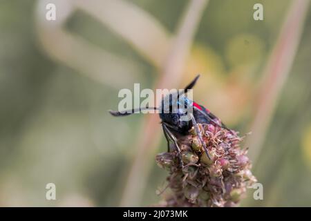 Dieser sechs-Punkt-burnett (Zygaena filipendulae) ruht tagsüber in einem Suffolk-Naturschutzgebiet Stockfoto
