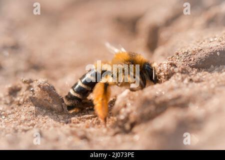 Eine kleine haarige Bergbaubiene (Dasypoda hirtipes) gräbt einen Bau im weichen Sand der Minenräumgasse von Minsmeres Stockfoto