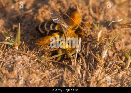 Die Pantaloon-Biene (Dasypoda hirtipes) beginnt im weichen Suffolk-Sand einen neuen Bau zu graben Stockfoto
