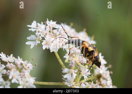Der Langhornkäfer (Ruttela maculata) beißt in einem Norfolk-Naturschutzgebiet in die nektarreichen Blüten Stockfoto