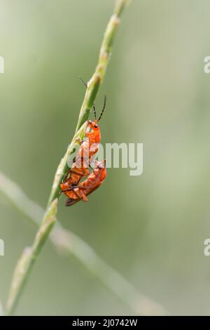 Ein Paar gewöhnlicher roter Soldatenkäfer (Rhagonycha fulva), die sich auf einem Grasstamm bei Wicken fen in Cambridgeshire paaren Stockfoto