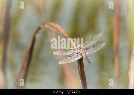 Der weibliche breitkörperige Verfolger (Libeliula depressa) ruht auf einem Seggenblatt über einem Norfolk Pingo Stockfoto