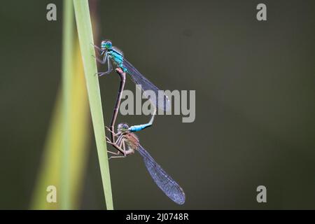 Männliche und weibliche Blauschwanzdamselflies (Ischnura elegans) paaren sich auf dem Gras über einem Norfolk-Pingo Stockfoto