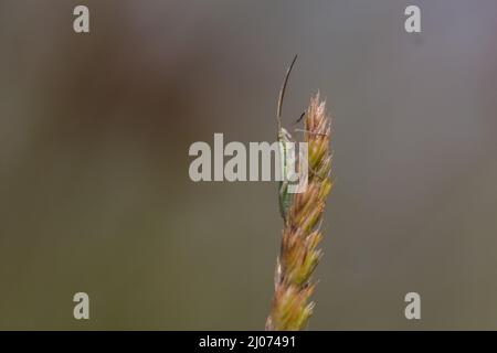 Kleine grüne Käfer ruht auf dem Kopf des Grases auf einer Norfolk-Wiese Stockfoto