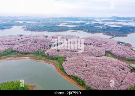 Guiyang. 17. März 2022. Luftaufnahme vom 17. März 2022 zeigt blühende Kirschblüten in einem Kirschgarten in Guian New Area in Guiyang, südwestlich der chinesischen Provinz Guizhou. Vor kurzem wurde in Guiyang ein Kirschgarten mit einer Fläche von 24.000 mu (ca. 1.600 Hektar) und 700.000 Kirschbäumen zur Blütezeit eröffnet, was einen großen Touristenstrom anzieht. Kredit: Ou Dongqu/Xinhua/Alamy Live Nachrichten Stockfoto