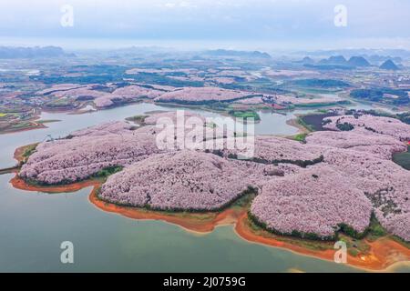 Guiyang. 17. März 2022. Luftaufnahme vom 17. März 2022 zeigt blühende Kirschblüten in einem Kirschgarten in Guian New Area in Guiyang, südwestlich der chinesischen Provinz Guizhou. Vor kurzem wurde in Guiyang ein Kirschgarten mit einer Fläche von 24.000 mu (ca. 1.600 Hektar) und 700.000 Kirschbäumen zur Blütezeit eröffnet, was einen großen Touristenstrom anzieht. Kredit: Ou Dongqu/Xinhua/Alamy Live Nachrichten Stockfoto