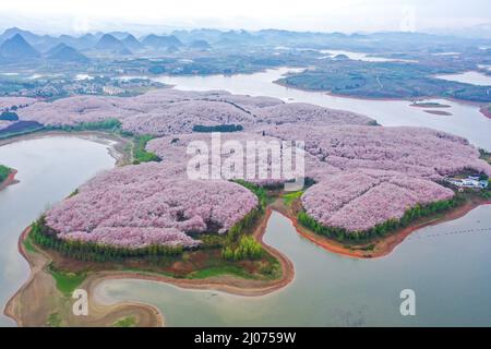 Guiyang. 17. März 2022. Luftaufnahme vom 17. März 2022 zeigt blühende Kirschblüten in einem Kirschgarten in Guian New Area in Guiyang, südwestlich der chinesischen Provinz Guizhou. Vor kurzem wurde in Guiyang ein Kirschgarten mit einer Fläche von 24.000 mu (ca. 1.600 Hektar) und 700.000 Kirschbäumen zur Blütezeit eröffnet, was einen großen Touristenstrom anzieht. Kredit: Ou Dongqu/Xinhua/Alamy Live Nachrichten Stockfoto