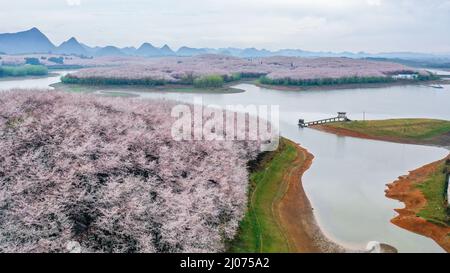 Guiyang. 17. März 2022. Luftaufnahme vom 17. März 2022 zeigt blühende Kirschblüten in einem Kirschgarten in Guian New Area in Guiyang, südwestlich der chinesischen Provinz Guizhou. Vor kurzem wurde in Guiyang ein Kirschgarten mit einer Fläche von 24.000 mu (ca. 1.600 Hektar) und 700.000 Kirschbäumen zur Blütezeit eröffnet, was einen großen Touristenstrom anzieht. Kredit: Ou Dongqu/Xinhua/Alamy Live Nachrichten Stockfoto