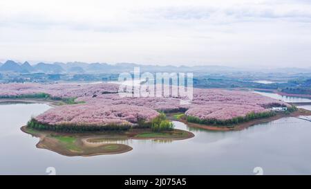 Guiyang. 17. März 2022. Luftaufnahme vom 17. März 2022 zeigt blühende Kirschblüten in einem Kirschgarten in Guian New Area in Guiyang, südwestlich der chinesischen Provinz Guizhou. Vor kurzem wurde in Guiyang ein Kirschgarten mit einer Fläche von 24.000 mu (ca. 1.600 Hektar) und 700.000 Kirschbäumen zur Blütezeit eröffnet, was einen großen Touristenstrom anzieht. Kredit: Ou Dongqu/Xinhua/Alamy Live Nachrichten Stockfoto