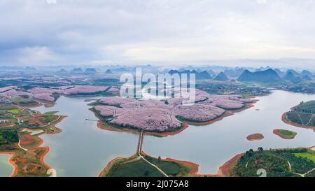 Guiyang. 17. März 2022. Luftaufnahme vom 17. März 2022 zeigt blühende Kirschblüten in einem Kirschgarten in Guian New Area in Guiyang, südwestlich der chinesischen Provinz Guizhou. Vor kurzem wurde in Guiyang ein Kirschgarten mit einer Fläche von 24.000 mu (ca. 1.600 Hektar) und 700.000 Kirschbäumen zur Blütezeit eröffnet, was einen großen Touristenstrom anzieht. Kredit: Ou Dongqu/Xinhua/Alamy Live Nachrichten Stockfoto