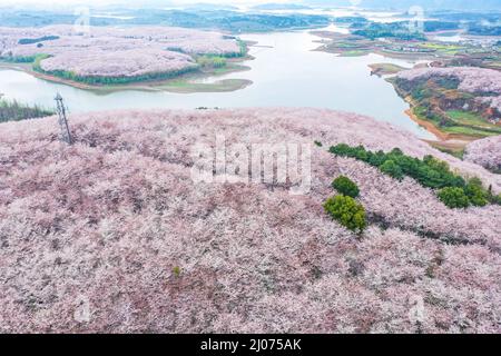 Guiyang. 17. März 2022. Luftaufnahme vom 17. März 2022 zeigt blühende Kirschblüten in einem Kirschgarten in Guian New Area in Guiyang, südwestlich der chinesischen Provinz Guizhou. Vor kurzem wurde in Guiyang ein Kirschgarten mit einer Fläche von 24.000 mu (ca. 1.600 Hektar) und 700.000 Kirschbäumen zur Blütezeit eröffnet, was einen großen Touristenstrom anzieht. Kredit: Ou Dongqu/Xinhua/Alamy Live Nachrichten Stockfoto