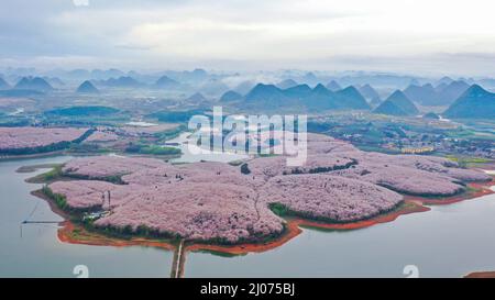 Guiyang. 17. März 2022. Luftaufnahme vom 17. März 2022 zeigt blühende Kirschblüten in einem Kirschgarten in Guian New Area in Guiyang, südwestlich der chinesischen Provinz Guizhou. Vor kurzem wurde in Guiyang ein Kirschgarten mit einer Fläche von 24.000 mu (ca. 1.600 Hektar) und 700.000 Kirschbäumen zur Blütezeit eröffnet, was einen großen Touristenstrom anzieht. Kredit: Ou Dongqu/Xinhua/Alamy Live Nachrichten Stockfoto