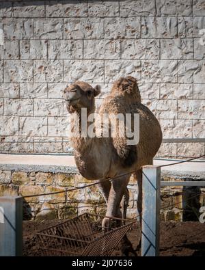 Vertikale Aufnahme eines Kamels in einem Zoo an einem sonnigen Tag Stockfoto