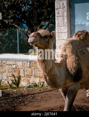 Vertikale Aufnahme eines Kamels in einem Zoo an einem sonnigen Tag Stockfoto