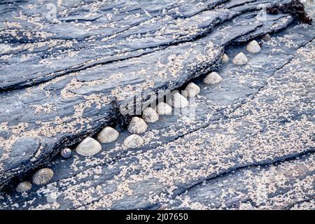 Eine Gruppe von gemeinen Schneckenschnecken, die an Steinen an einem Strand in Irland hängen. Stockfoto