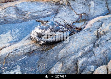 Toter Vogel auf einem felsigen Strand in der Grafschaft Donegal - Irland. Stockfoto