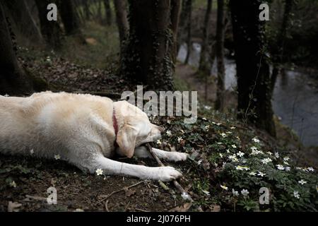 Gelber Hund, der in einem Wald ein Stück Holz beißt Stockfoto