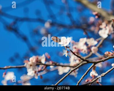 Sonnenbeschienenen Kirschblüten vor einem strahlend blauen Frühlingshimmel, mit entkochten Ästen und Blüten als Hintergrund. Stockfoto