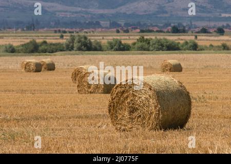 Große runde zylindrische Stroh- oder Heuballen auf dem Land auf gelbem Weizenfeld im Sommer oder Herbst nach der Ernte an sonnigen Tagen. Stroh wird als Biofu verwendet Stockfoto