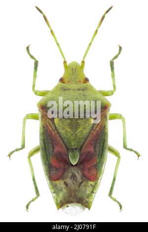 Cyphostothus tristriatus echtes Insektenexemplar Stockfoto