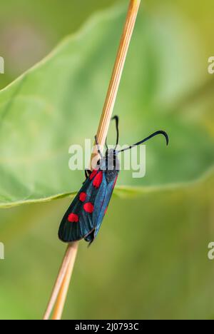 Schmal umrandete fünf-Punkte-Burnett - Zygaena lonicerae, schöner schwarzer und roter Schmetterling aus europäischen Wiesen und Weiden, Stramberk, Tschechische Republik Stockfoto