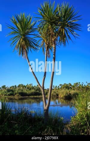 Die markante Form eines neuseeländischen Kohlbaums (Cordyline australis), der in einem Feuchtgebiet wächst Stockfoto