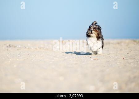 Entzückender, fröhlicher und lustiger Hund aus Bichon Havanese, der an einem sonnigen Tag mit fliegenden Ohren und Haaren am Strand läuft. Geringe Schärfentiefe, Platz für Stockfoto