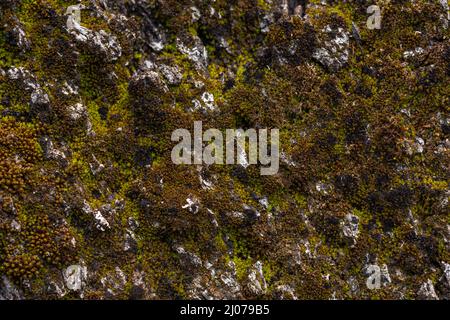 Eichenboden mit Moos Stockfoto