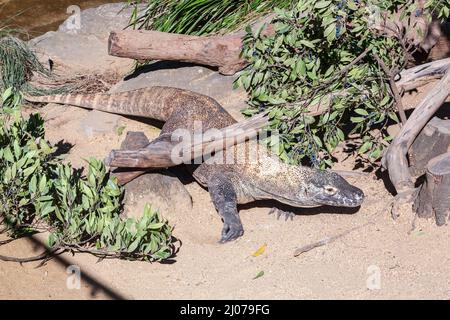 Ein ausgewachsener Komodo-Drache rast unter einem Baumstamm im Taronga Zoo, Sydney Stockfoto