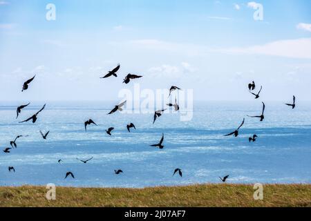Saatkrähen, die in der Nähe des Meeres fliegen Stockfoto
