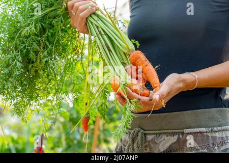 Glückliche Frau mit einem Haufen frisch geernteter Karotten im Garten des Hinterhofs. Bio-Lebensmittel Landwirtschaft, gesunde Lebensweise Lebensmittel von Bauernhof zu Tisch. Stockfoto