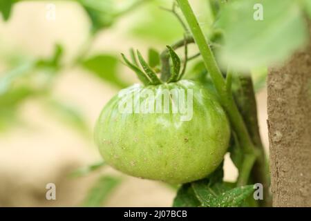 Extreme Nahaufnahme einer kleinen, grünen, noch wachsenden Tomate im Garten. Landwirtschaftliches Konzept. Selektiver Fokus Stockfoto