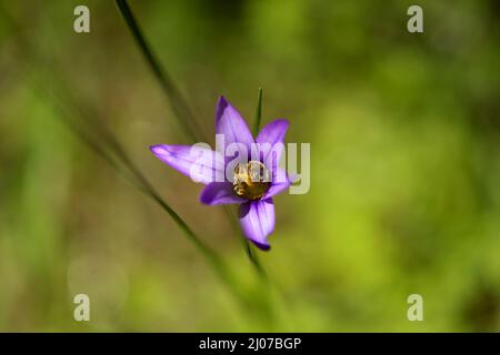 Flora von Gran Canaria - Romulea columnae, der Sand crocus, natürliche Makro-floralen Hintergrund Stockfoto