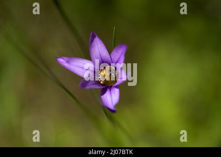 Flora von Gran Canaria - Romulea columnae, der Sand crocus, natürliche Makro-floralen Hintergrund Stockfoto