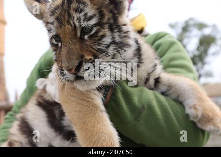 Nantong, Nantong, China. 17. März 2022. Am 15. März 2022 wurde im Nantong Forest Wildlife Park in der Provinz Jiangsu der neugeborene sibirische Tiger und Pugar und zwei Jungen von mehr als zwei Monaten, begleitet vom Züchter, zum Spielen „geoutet“. Berichten zufolge gibt es im Nantong Forest Wildlife Park mehr als 30 sibirische Tiger und 14 Pugars. (Bild: © SIPA Asia via ZUMA Press Wire) Stockfoto