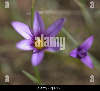 Flora von Gran Canaria - Romulea columnae, der Sand crocus, natürliche Makro-floralen Hintergrund Stockfoto