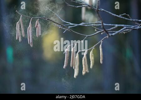 Fliegende Pollen aus den Common Haselkatzen, Corylus avellana, Frühlingsallergen Stockfoto