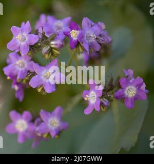 Lila Blüten von Wigandia caracasana oder Caracus wigandia, natürliche Makro floralen Hintergrund Stockfoto