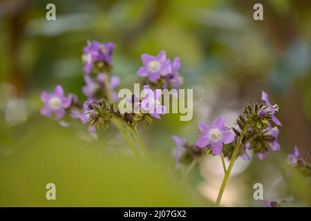 Lila Blüten von Wigandia caracasana oder Caracus wigandia, natürliche Makro floralen Hintergrund Stockfoto