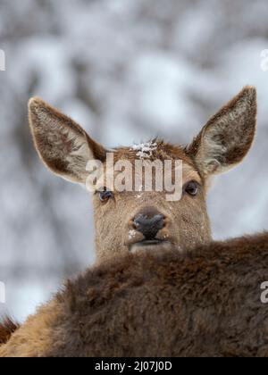 Weibchen oder Hintern, Rothirsche (Cervus elaphus) im Schnee, Alpenwildpark Obermaiselstein (alpiner Wildpark). Europa, Deutschland, Bayern Stockfoto