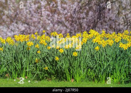 London, Großbritannien. 17. März 2022. Der Frühling ist im St. James Park mit dem wunderschönen blauen Himmel entstanden und die Menschen genießen die leuchtend gelben Narzissen und die rosa Kirschblüte. Kredit: Imageplotter/Alamy Live Nachrichten Stockfoto