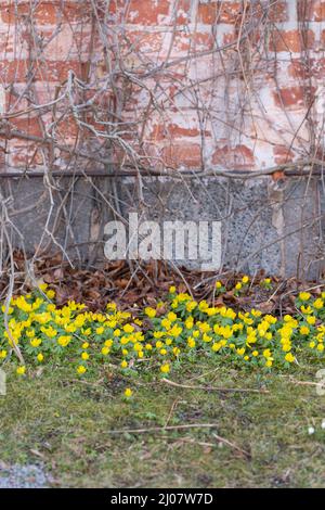 Ein Blumenbeet voller blühender Winterakoniten Stockfoto
