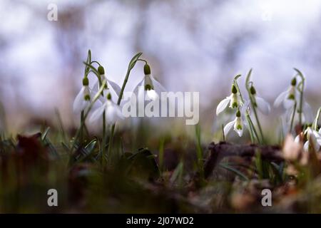 Schneeglöckchen Blumen auf hellblauem Himmel, weich fokussierter Hintergrund Stockfoto