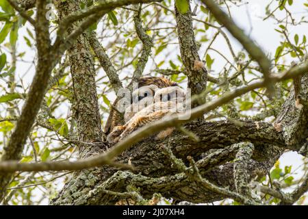 Eltern und Paar Nestlinge von großen gehörnten Eulen im Audubon Park, New Orleans, LA, USA Stockfoto