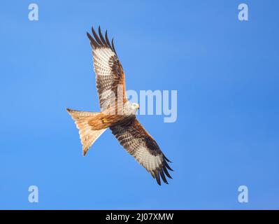 Roter Drachen, Milvus milvus, fliegt mit ausgebreiteten Flügeln in hellblauem Himmel, ein Greifvogel in der Familie Accipitridae, Rheinland, Deutschland Stockfoto