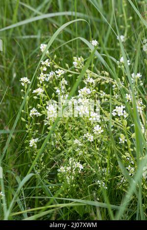 Echtes Löffelkraut, Gewöhnliches Löffelkraut, Löffelkraut, Cochlearia officinalis, gewöhnliches Skorbugras, Gewöhnliches Skurvygrass, Scurvygrass, Scurvygrass, Stockfoto