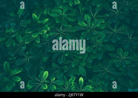 Dunkelgrün hinterlässt Textur und Hintergrund. Grüne Tapete. Stockfoto